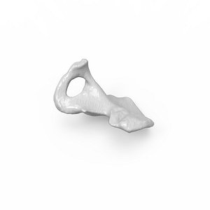 Pelvis