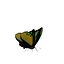 Butterfly Collection Pack 7-12 3D model