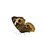 Butterfly Collection Pack 7-12 3D model