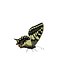 Butterfly Collection Pack 7-12 3D model