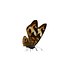 Butterfly Collection Pack 7-12 3D model