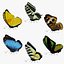 Butterfly Collection Pack 7-12 3D model