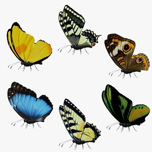 Butterfly Collection Pack 7-12
