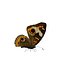 Butterfly Collection Pack 7-12 3D model