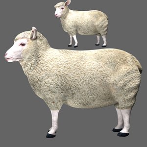 3D model fully rigged low poly Sheep