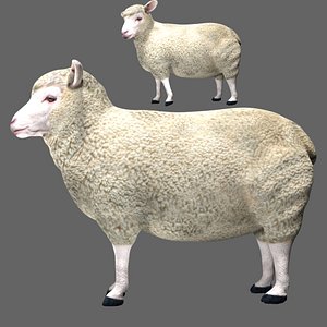 fully rigged low poly Sheep