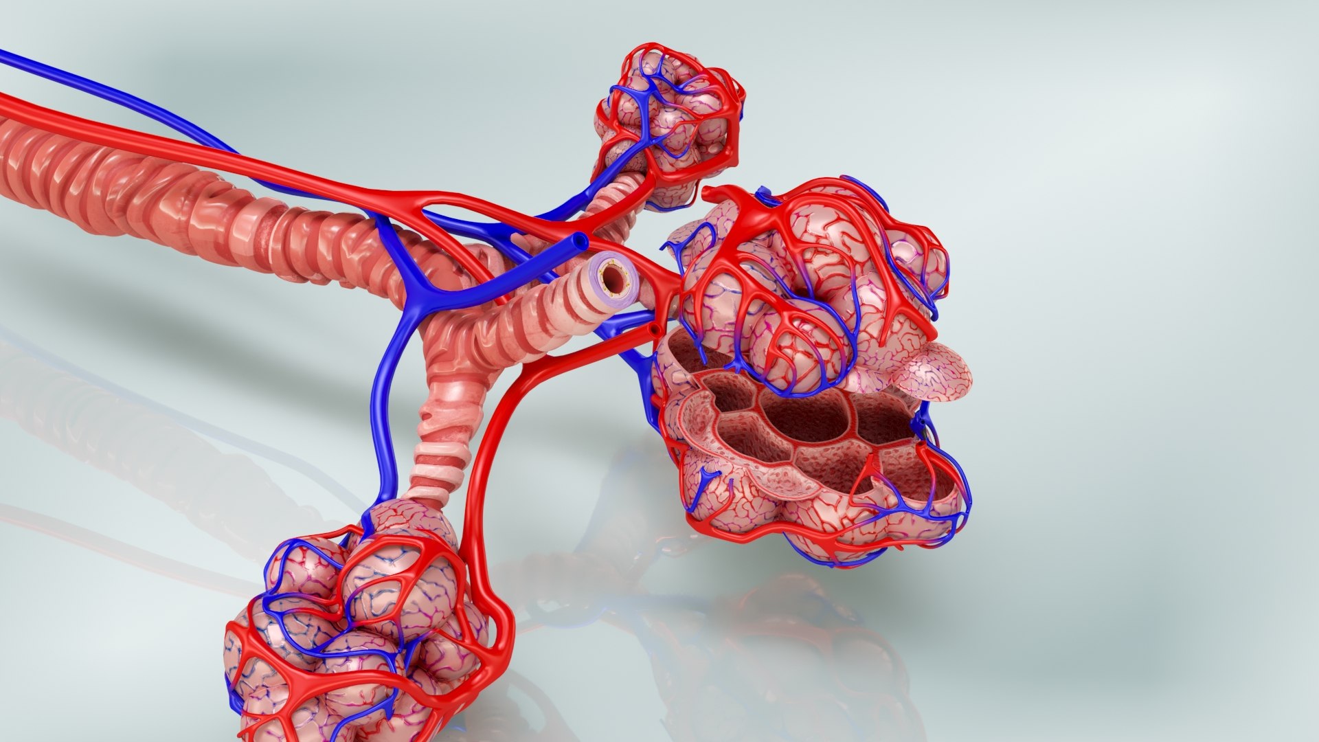 Bronchi Alveoli Anatomical Crosssection 3d - Turbosquid 1663022