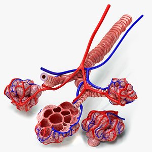 bronchi alveoli anatomical crosssection 3D