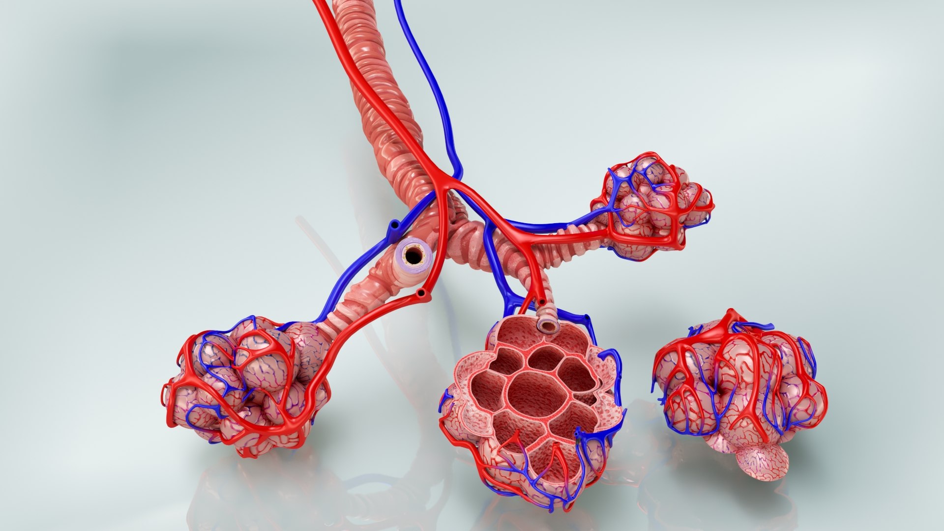 Bronchi Alveoli Anatomical Crosssection 3D - TurboSquid 1663022