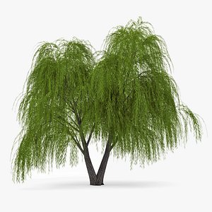 3d deciduous 038 model