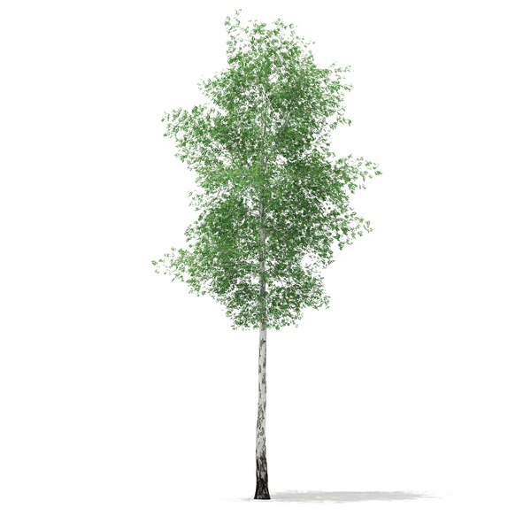 3d model silver birch tree betula