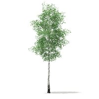Silver Birch (Betula pendula) 21.4m