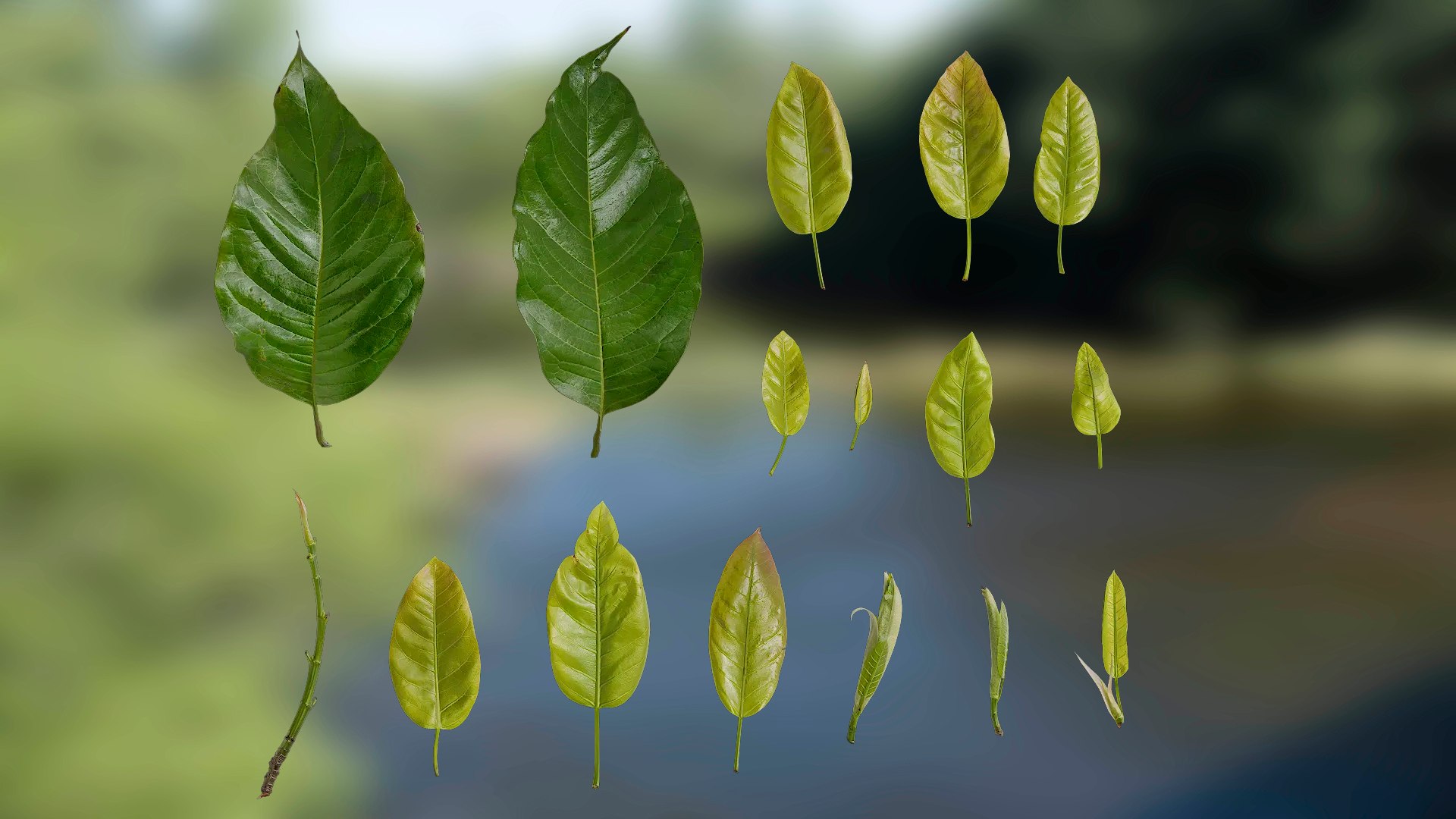 Anydrafts Ficus Virens Leaves Textures Pack Model - TurboSquid 2322709