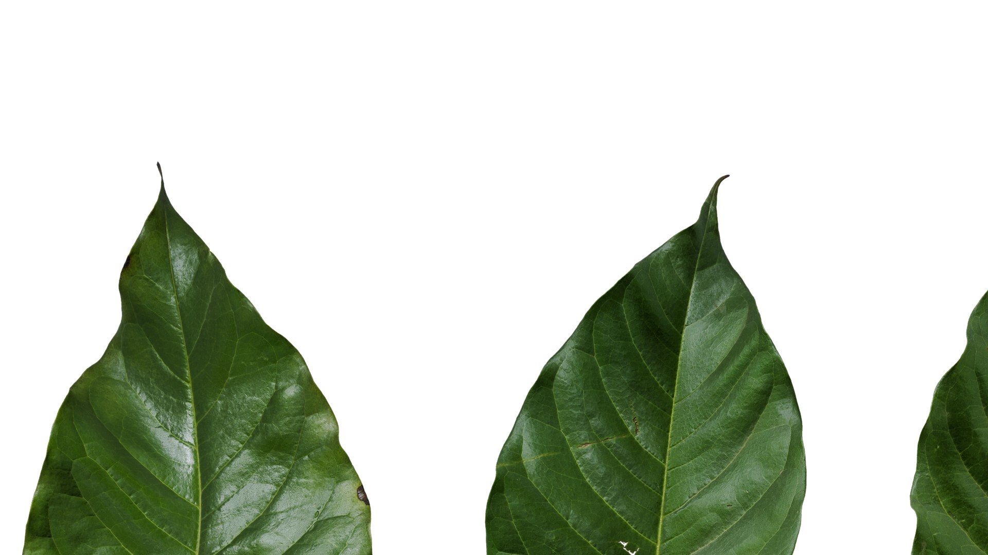 Anydrafts Ficus Virens Leaves Textures Pack Model - TurboSquid 2322709