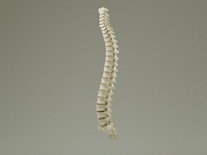 Vertebral Column Anatomy Prop 3D model