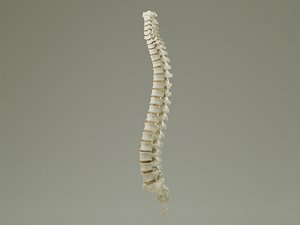 Vertebral Column Anatomy Prop