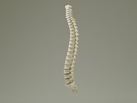 Vertebral Column Anatomy Prop