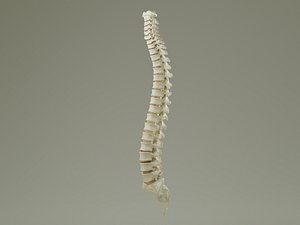 Vertebral Column Anatomy Prop