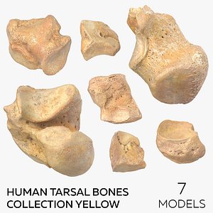 3D Human Tarsal Bones Collection Yellow - 7 Bones