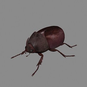 Rhinoceros beetle