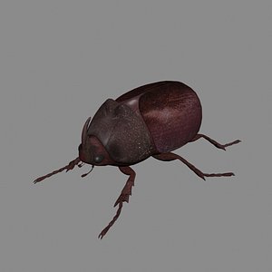 Rhinoceros beetle