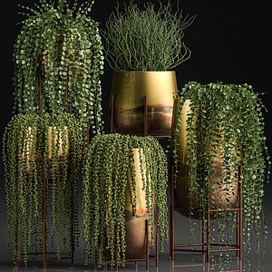 plants pots interior succulent 3D model
