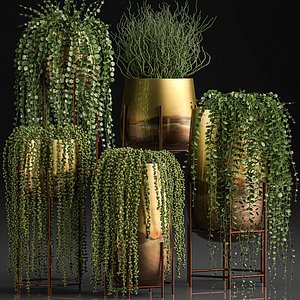 Succulents in a flowerpot for interior design 543