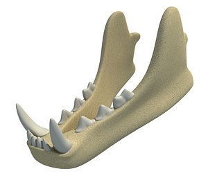 Animal Lower Jaw Mandible