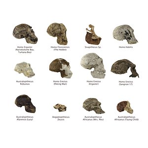 human skulls evolution model