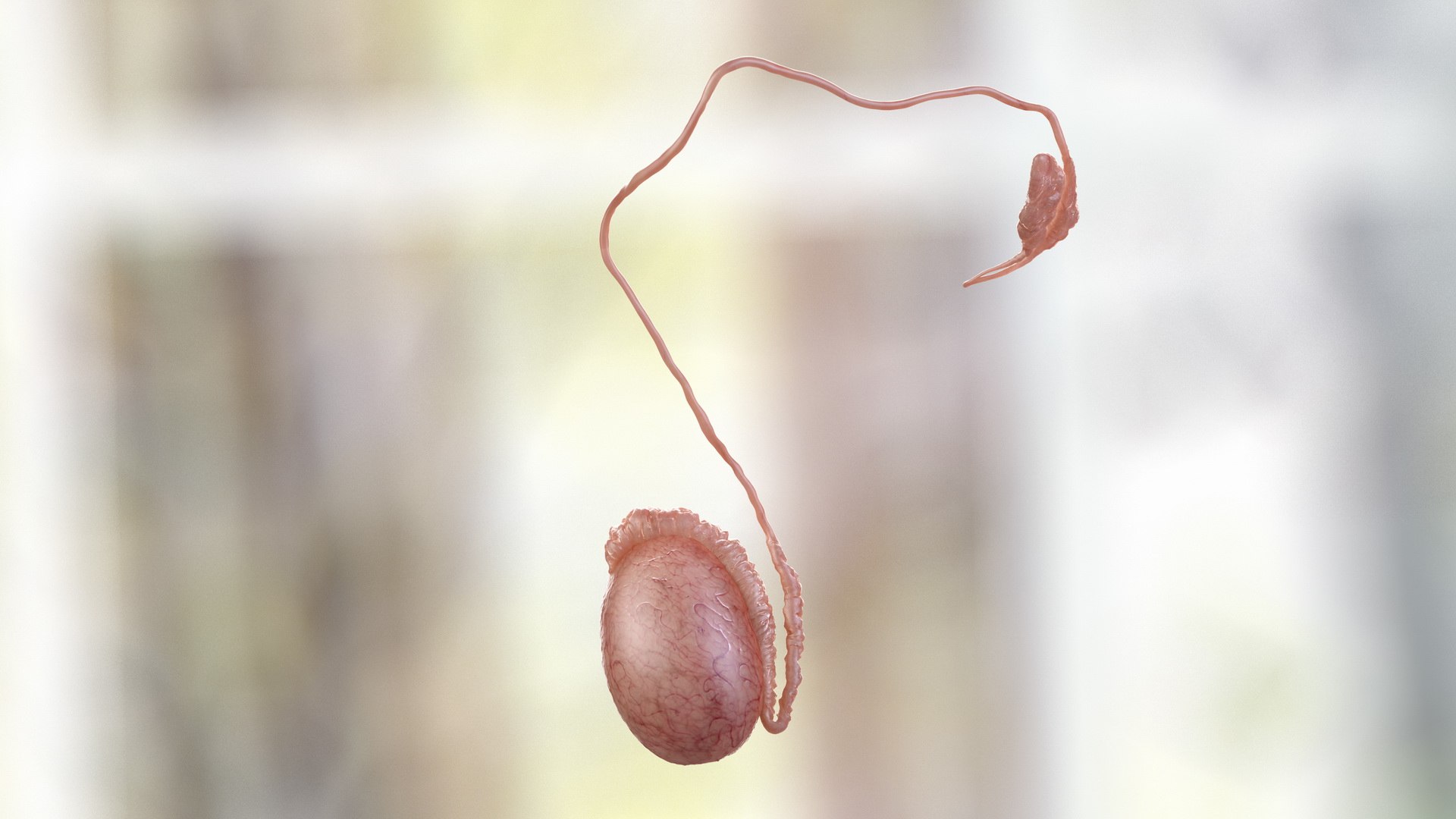 3D male internal organs https://p.turbosquid.com/ts-thumb/a4/VxRp09/1Iax5Fkh/maleinternalorgans3dsmodel034/jpg/1572256910/1920x1080/fit_q87/576e69b9e47a667ec67328b498021d2efe4b8273/maleinternalorgans3dsmodel034.jpg