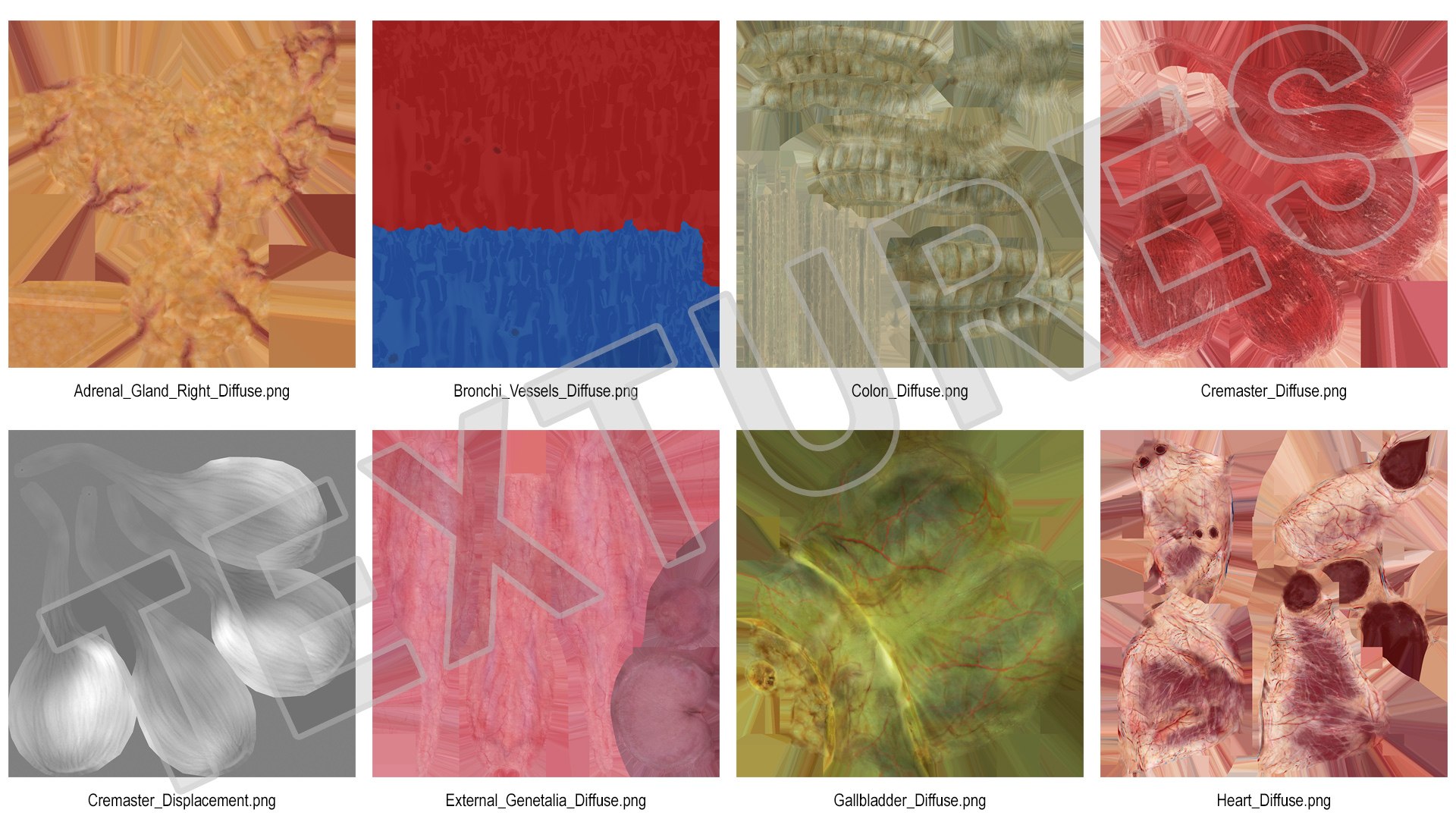 3D male internal organs https://p.turbosquid.com/ts-thumb/a4/VxRp09/1s4lXMgf/maleinternalorgans3dsmodel039/jpg/1572256933/1920x1080/fit_q87/e4488a741335f913a58a223535152ef5c0c3aa9b/maleinternalorgans3dsmodel039.jpg