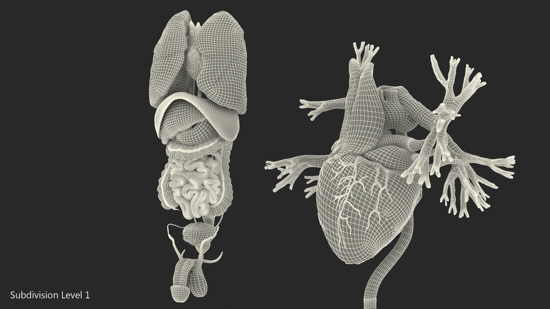 3D male internal organs https://p.turbosquid.com/ts-thumb/a4/VxRp09/4iPkgHyn/maleinternalorgans3dsmodel037/jpg/1572256923/1920x1080/fit_q87/7ba7c5e768427242912211a6c8f6d07a519477c7/maleinternalorgans3dsmodel037.jpg