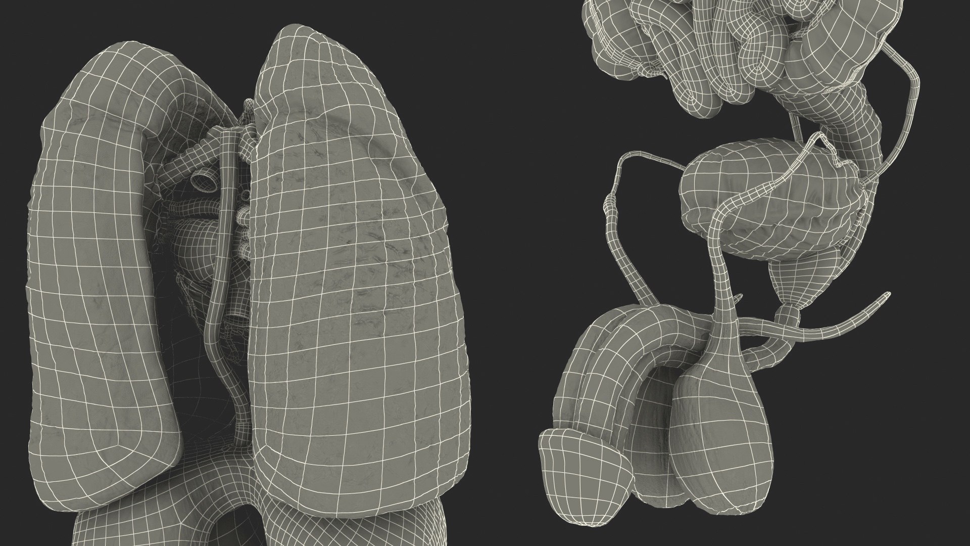 3D male internal organs https://p.turbosquid.com/ts-thumb/a4/VxRp09/6NXB4EFW/maleinternalorgans3dsmodel046/jpg/1572256969/1920x1080/fit_q87/c98f41a93390fa29a1c405be381f1db50042be32/maleinternalorgans3dsmodel046.jpg
