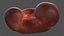 3D male internal organs
