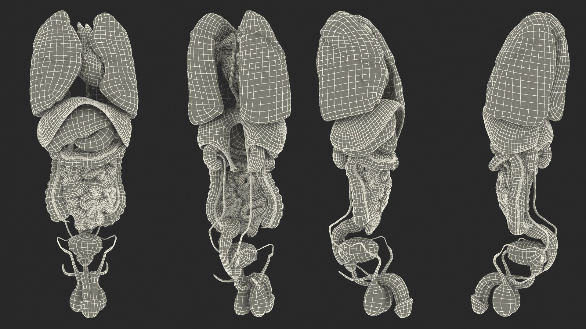 3D male internal organs https://p.turbosquid.com/ts-thumb/a4/VxRp09/NwFHpCIn/maleinternalorgans3dsmodel044/jpg/1572256960/1920x1080/fit_q87/a20452ba3fd96c3cd76734a10abdfc302795d0fe/maleinternalorgans3dsmodel044.jpg