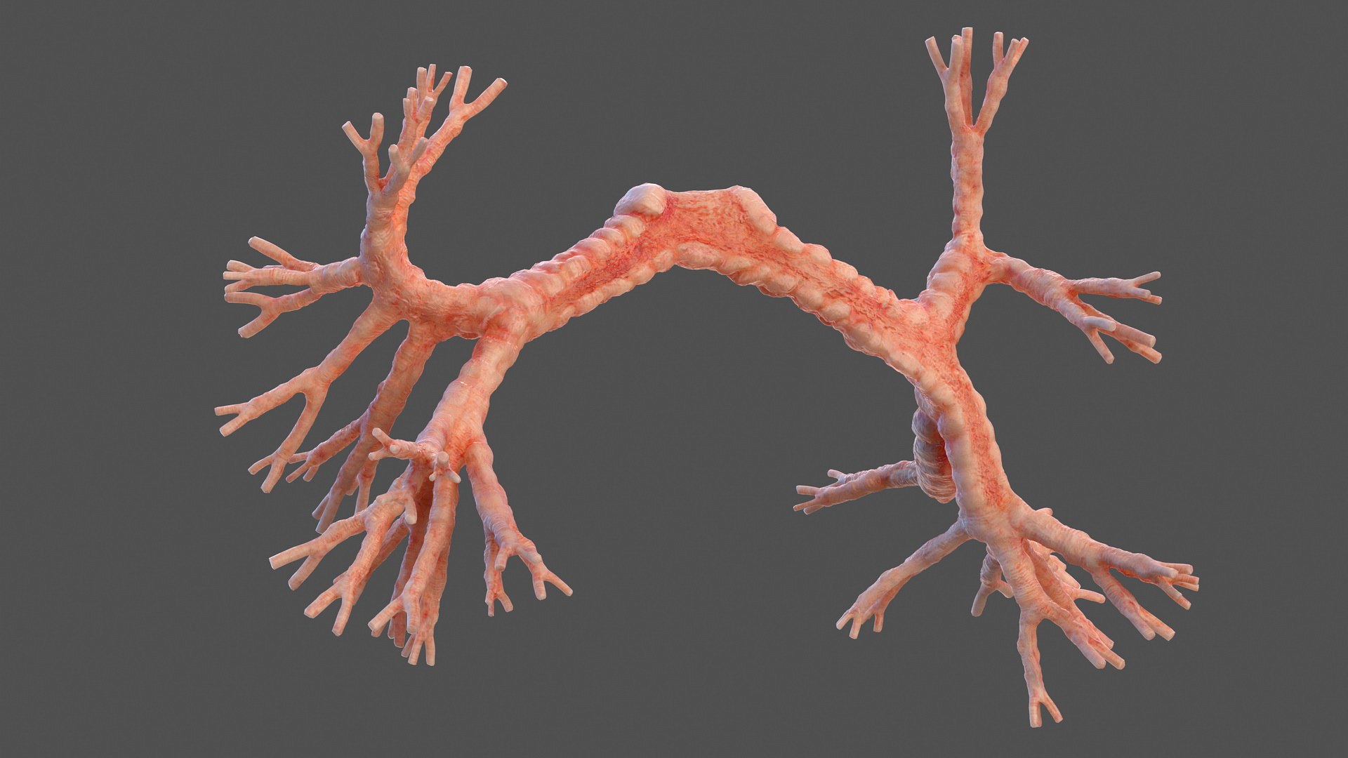 3D male internal organs https://p.turbosquid.com/ts-thumb/a4/VxRp09/QU0f5NUN/maleinternalorgans3dsmodel021/jpg/1572256853/1920x1080/fit_q87/c26f99cafaeef1ae07af3ad7b0b5ad6033da01f4/maleinternalorgans3dsmodel021.jpg