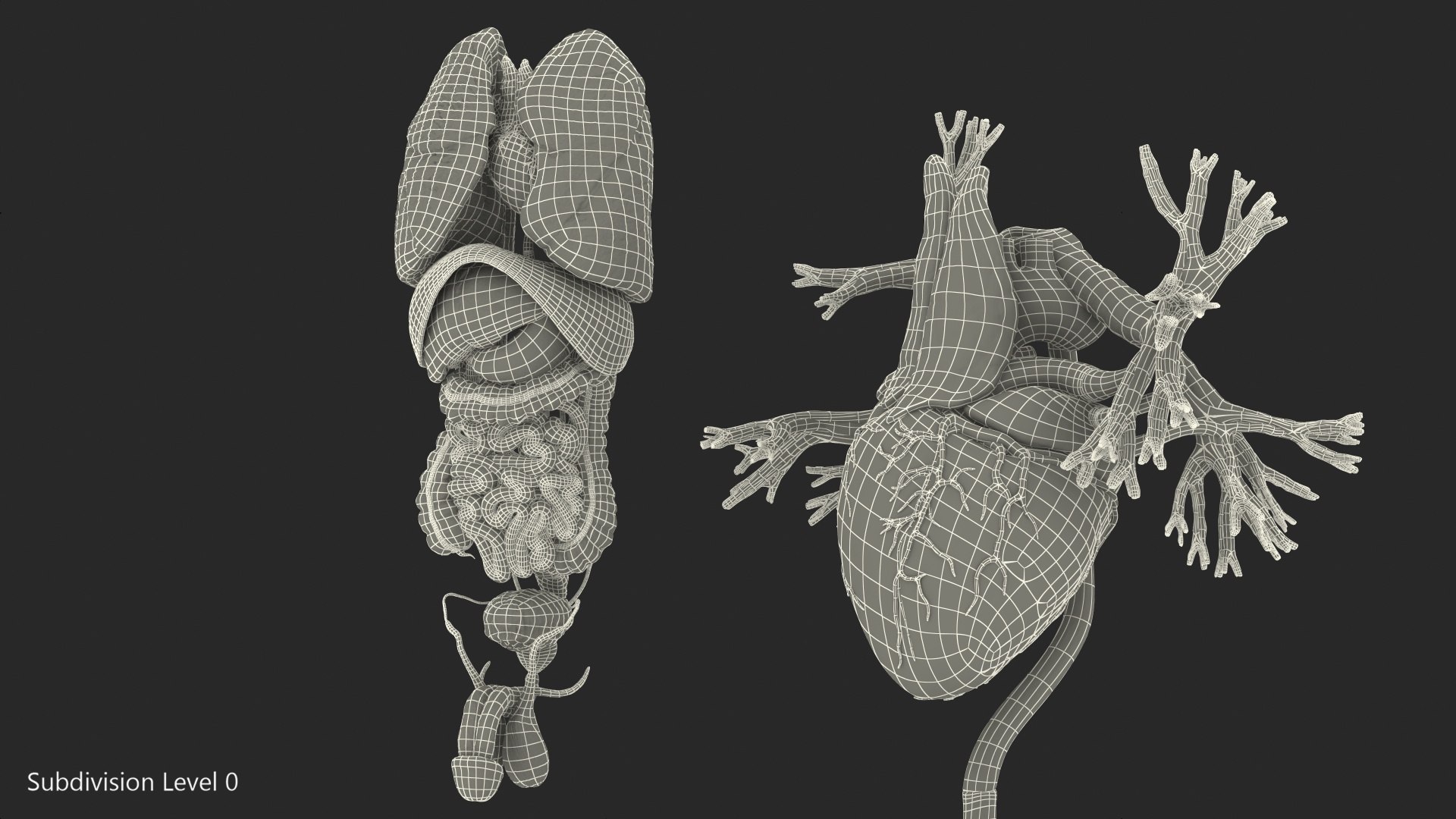 3D male internal organs https://p.turbosquid.com/ts-thumb/a4/VxRp09/WIdmEsMm/maleinternalorgans3dsmodel036/jpg/1572256919/1920x1080/fit_q87/ef8c5cb276c35636b5ac183b10984383496ee224/maleinternalorgans3dsmodel036.jpg