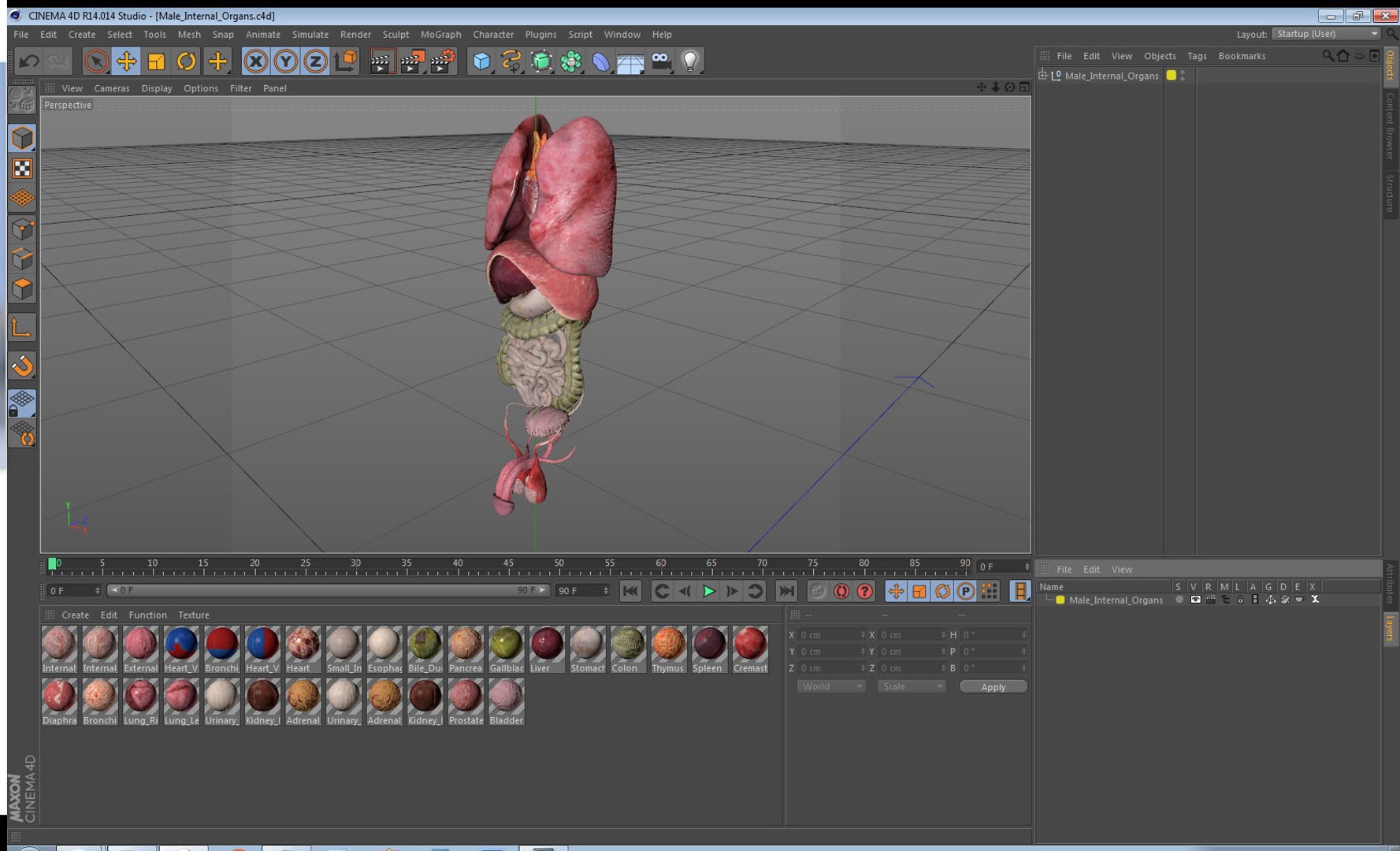 3D male internal organs https://p.turbosquid.com/ts-thumb/a4/VxRp09/XOWfdGN1/maleinternalorgans3dsmodel041/jpg/1572256944/1920x1080/fit_q87/299ff3c0e08474bc1d99124229554e7990716fff/maleinternalorgans3dsmodel041.jpg