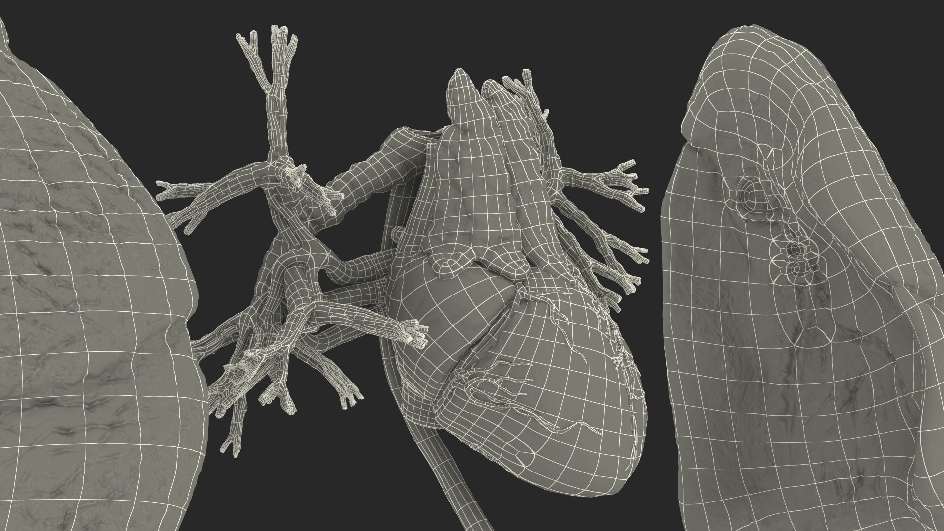3D male internal organs https://p.turbosquid.com/ts-thumb/a4/VxRp09/jq33MwPZ/maleinternalorgans3dsmodel045/jpg/1572256964/1920x1080/fit_q87/921d9a11ed31160147ed6093b4e597b29fc9b8c7/maleinternalorgans3dsmodel045.jpg