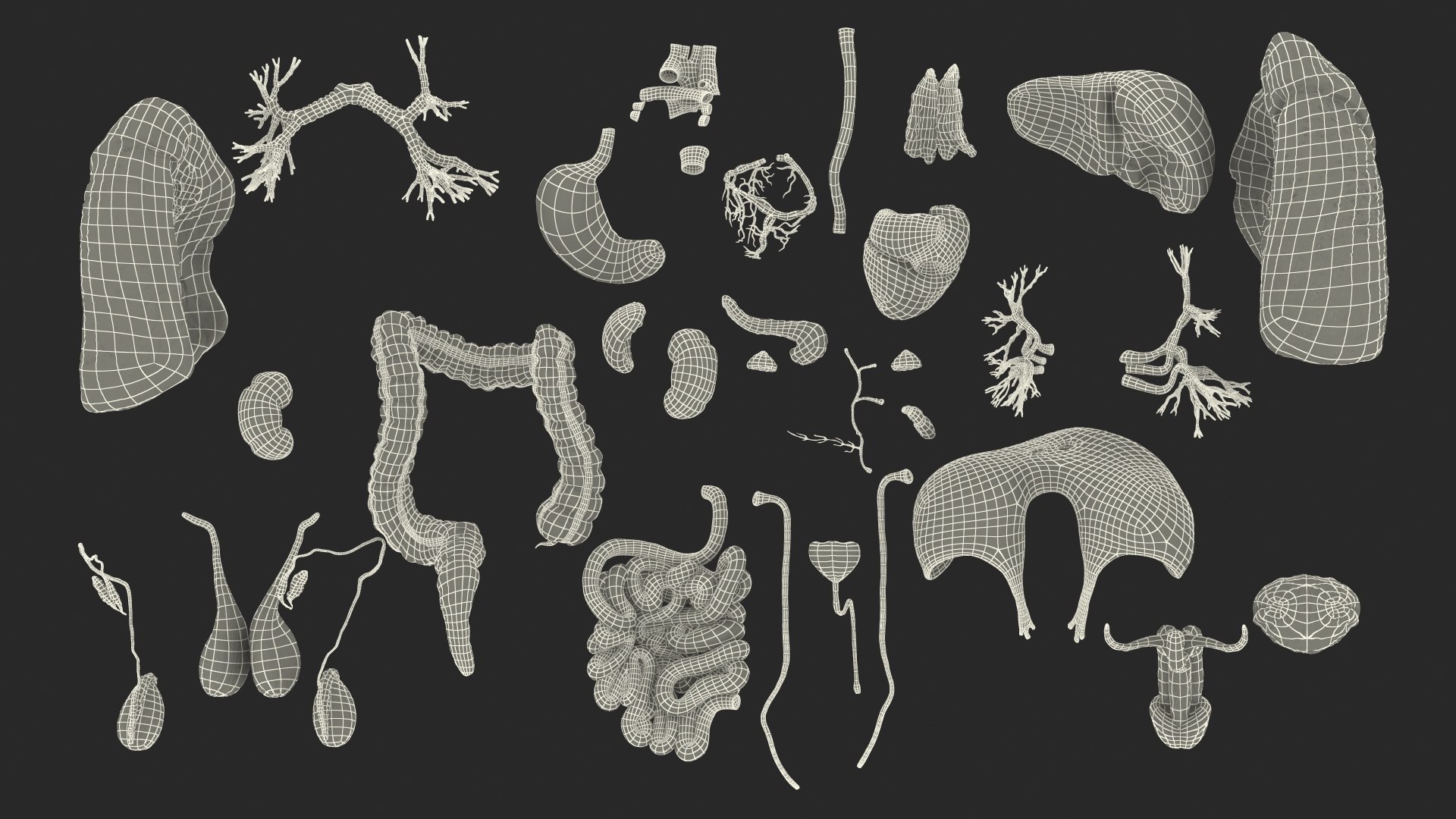 3D male internal organs https://p.turbosquid.com/ts-thumb/a4/VxRp09/rilWSzfW/maleinternalorgans3dsmodel043/jpg/1572256955/1920x1080/fit_q87/70ad2dffaad562113b18fabf0782a48614d9fbcb/maleinternalorgans3dsmodel043.jpg