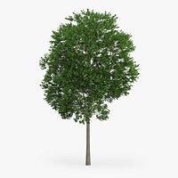 Japanese Maple Tree 12.6m