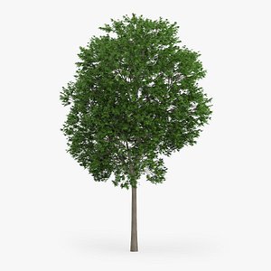 Japanese Maple Tree 12.6m