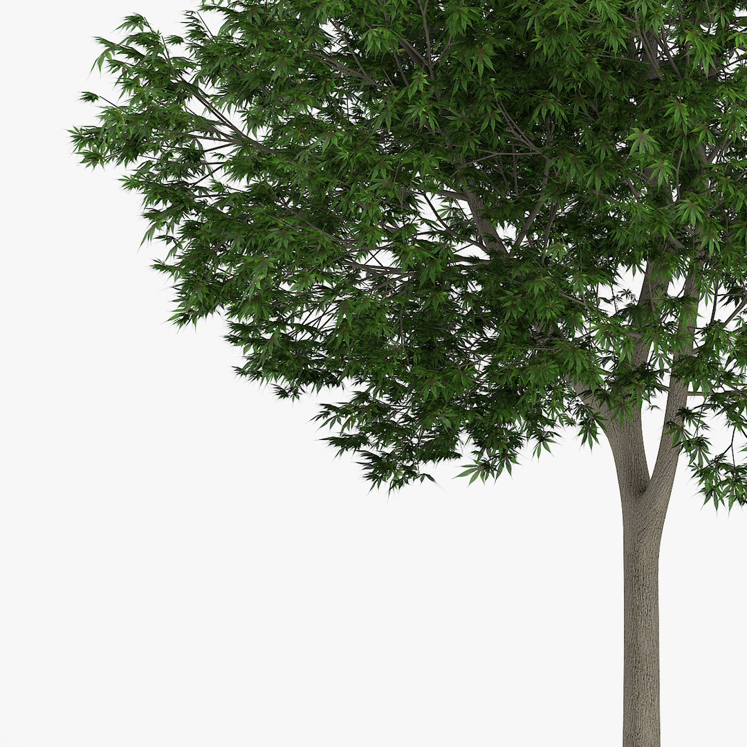 japanese maple 12 6m max https://p.turbosquid.com/ts-thumb/a4/XS17LE/omhqU2Yu/redpolygon_acer_19_05/jpg/1439010129/1920x1080/fit_q87/2772eb79095a319fcfb7df07705793fb6e51532d/redpolygon_acer_19_05.jpg