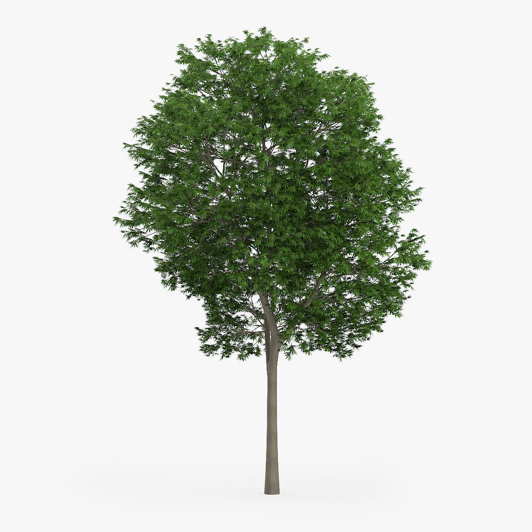 japanese maple 12 6m max https://p.turbosquid.com/ts-thumb/a4/XS17LE/qQFCdnHl/redpolygon_acer_19_03/jpg/1439010129/1920x1080/fit_q87/002cd18f5a11d0246fca36d59e21d1517899e291/redpolygon_acer_19_03.jpg