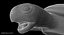 3D model green sea turtle animation