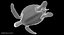 3D model green sea turtle animation
