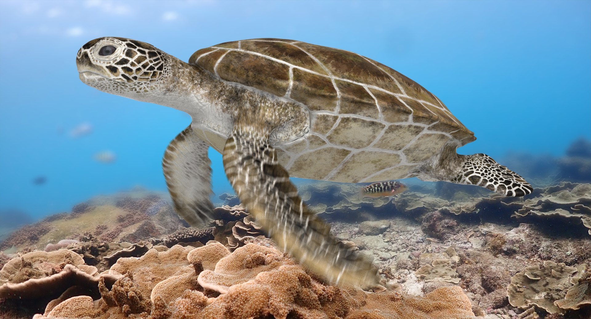 3D model green sea turtle animation https://p.turbosquid.com/ts-thumb/a4/bdcoIw/F2wlYkwW/ra03/jpg/1558622515/1920x1080/fit_q87/e38efe748f7fa2bdb5224d5082170d7283fb8b5b/ra03.jpg