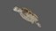 3D model green sea turtle animation
