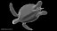 3D model green sea turtle animation