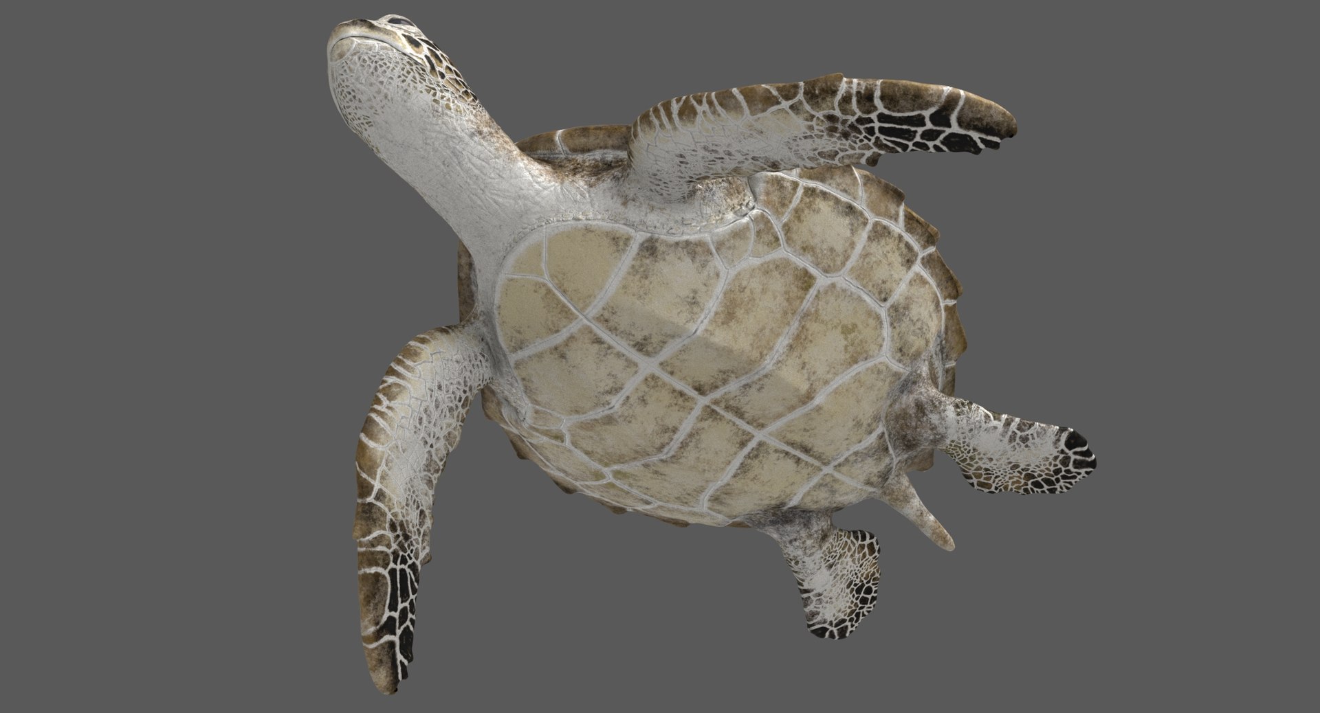 3D model green sea turtle animation https://p.turbosquid.com/ts-thumb/a4/bdcoIw/fY0VTH3e/greenseaturtle_poses_002/jpg/1558295029/1920x1080/fit_q87/f607029433239b8576483fdd0ab4213df3ad5ea6/greenseaturtle_poses_002.jpg